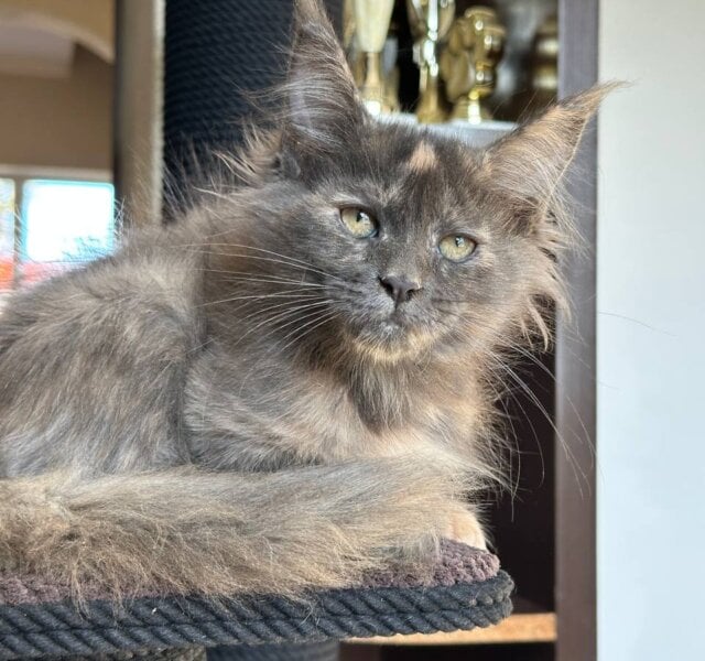 Uma Maine Coon Blue Tortie Female $2900