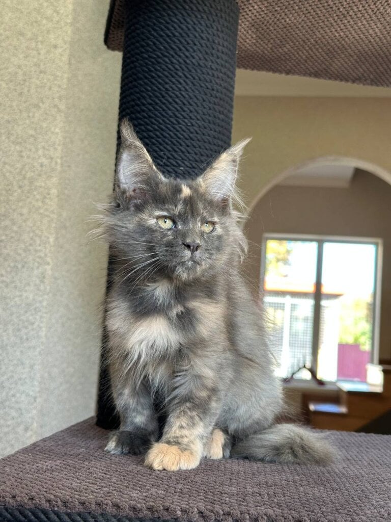 Uma Maine Coon Blue Tortie Female $2900 — photo 4