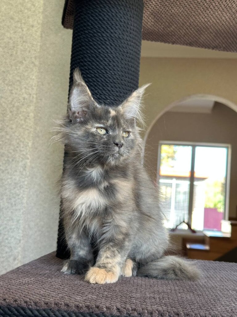 Uma Maine Coon Blue Tortie Female $2900 — photo 3