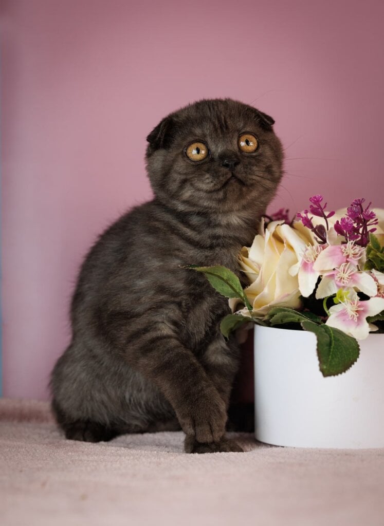 Edelweiss Scottish Fold Black Silver Male $2850 — photo 2