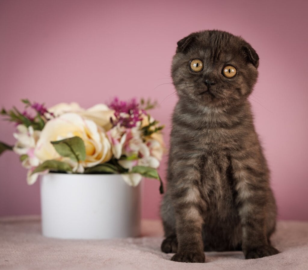 Edelweiss Scottish Fold Black Silver Male $2850 — photo 4
