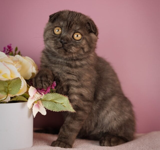 Edelweiss Scottish Fold Black Silver Male $2850