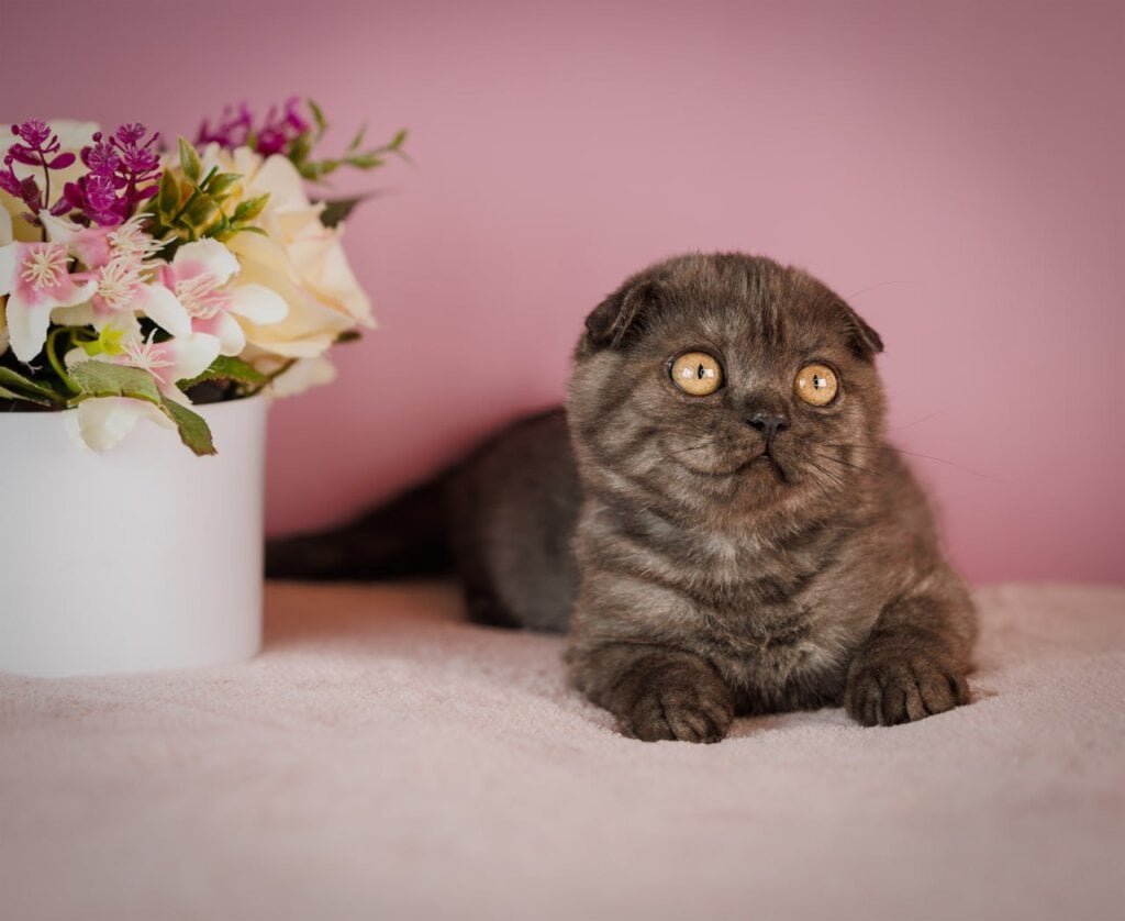 Edelweiss Scottish Fold Black Silver Male $2850 — photo 3
