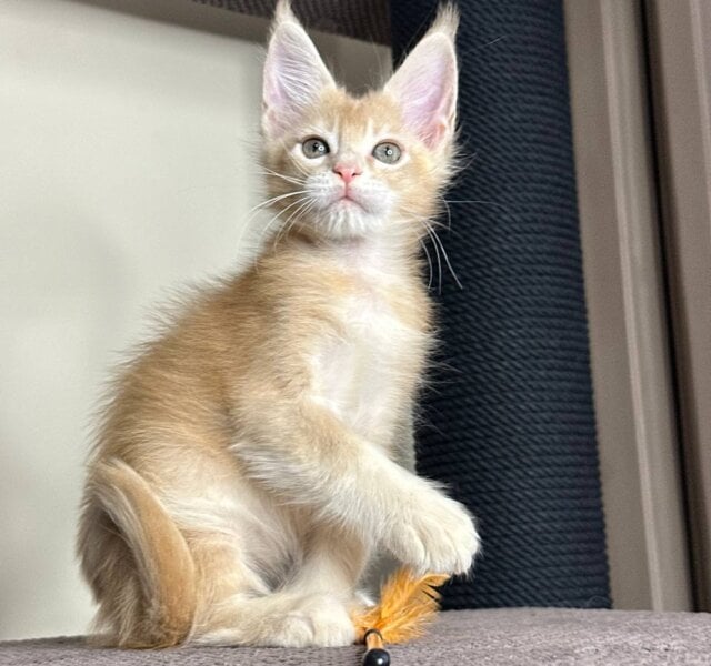 Ustas Maine Coon Cream Male $3000