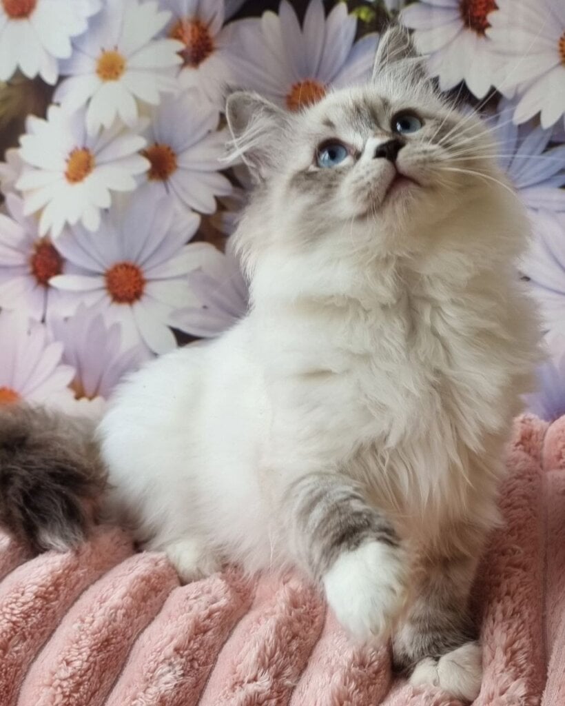 Carlynka Siberian Seal Female $3250 — photo 5