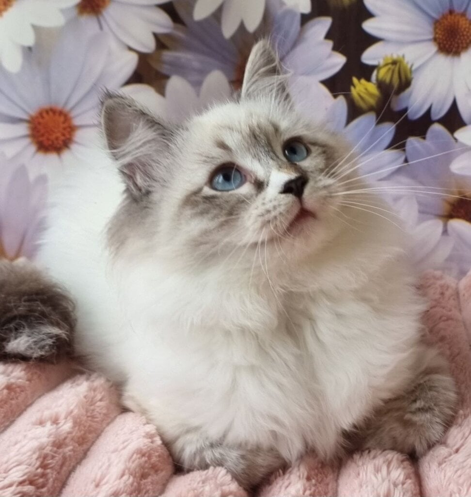 Carlynka Siberian Seal Female $3250 — photo 4