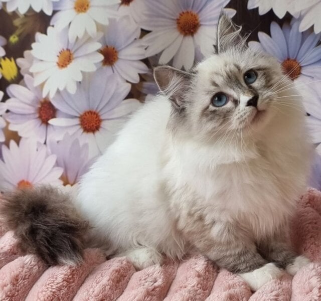 Carlynka Siberian Seal Female $3250