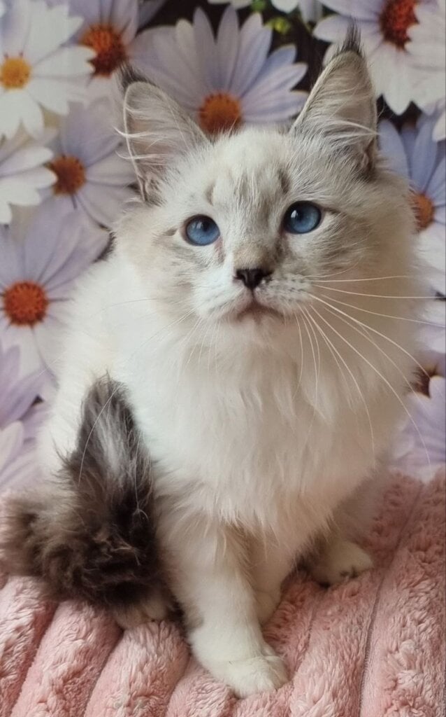 Carlos Siberian Seal Male $3250 — photo 4