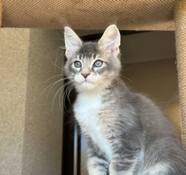 Xander Maine Coon Blue Tabby Male $3100