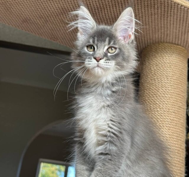 X Dante Maine Coon Blue Tabby Male $3100
