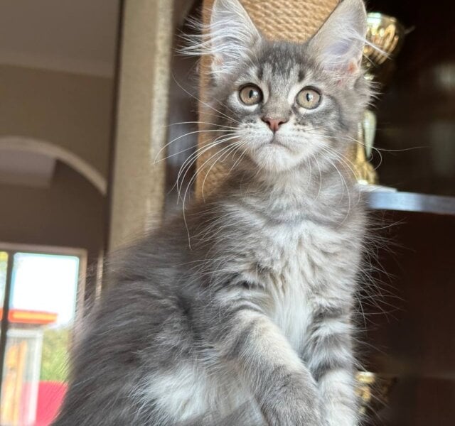 Xamira Maine Coon Blue Tabby Female $2900