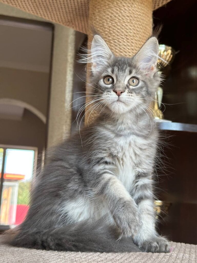 Xamira Maine Coon Blue Tabby Female 00 - photo 1
