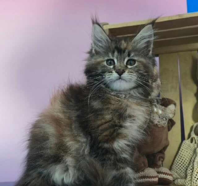 Rys Maine Coon Black Tortie Female $2700