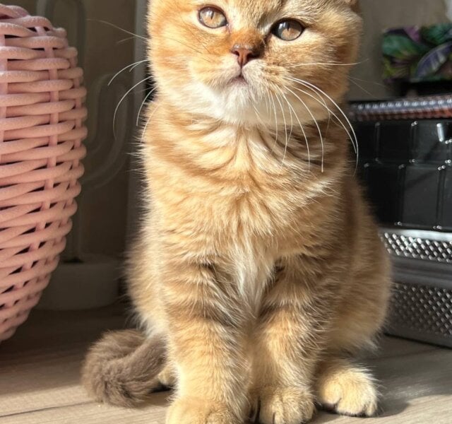 Simba British Shorthair Chocolate Male $2800