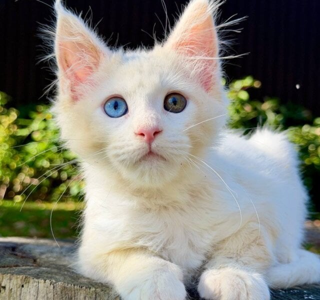 Han Maine Coon White Male $3200