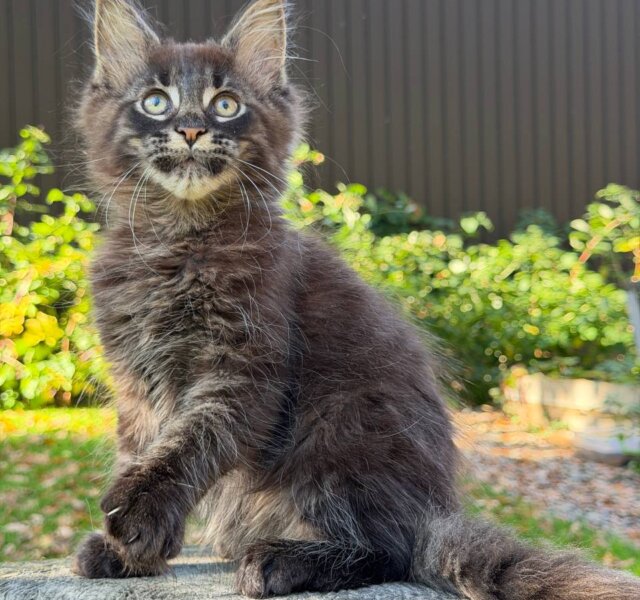 Hermes Maine Coon Black Tabby Male $3050