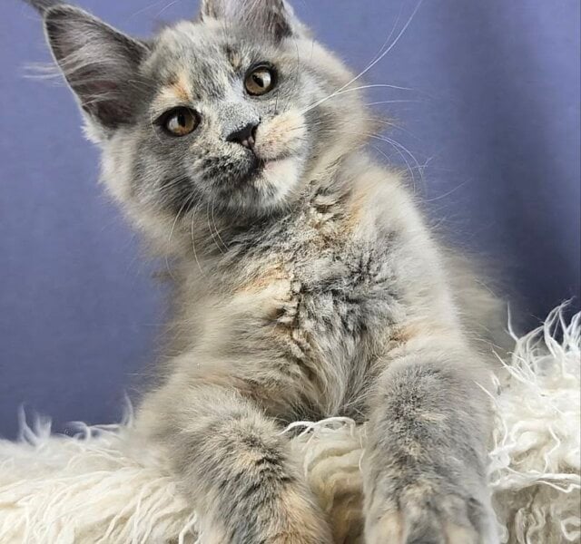 Oladushka Maine Coon Blue Tortie Female $3150