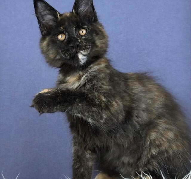 Olivka Maine Coon Black Tortie Female $3050