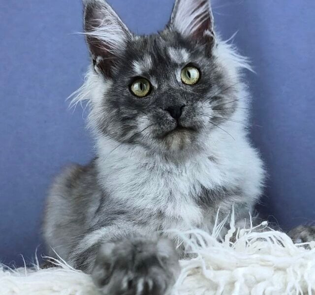 Laska Maine Coon Black Silver Female $3250