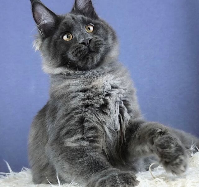 Luchik Maine Coon Blue Male $3450