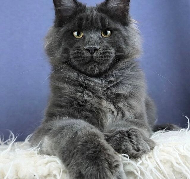 Luxor Maine Coon Blue Male $3450