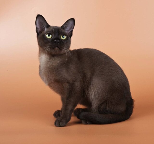 Best Burmese Sable Male $3200