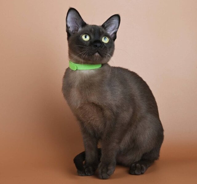 Bon Burmese Sable Male $3200