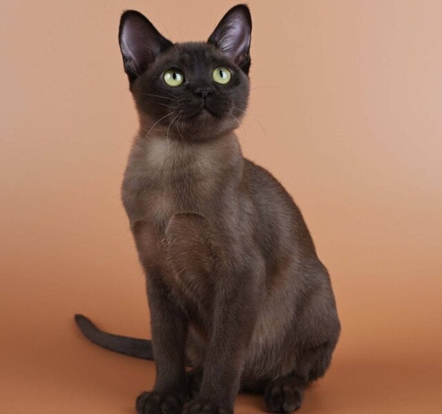 Betti Burmese Sable Female $3200