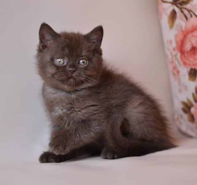 Milan British Shorthair Chocolate Male $3100