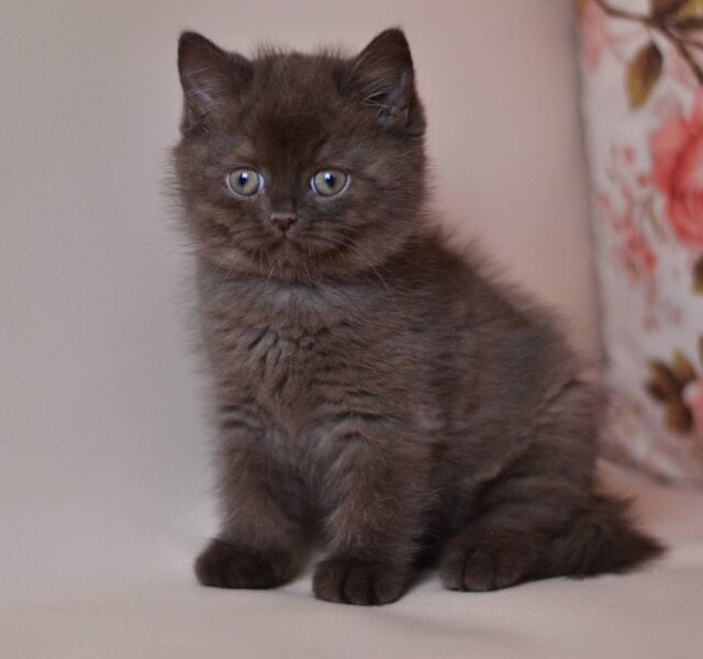 Marsel British Shorthair Chocolate Male $3200