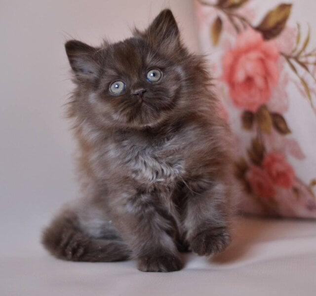 Maybach British Longhair Chocolate Male $3500