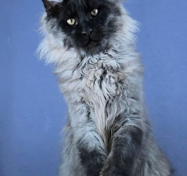 Kurazh Maine Coon Black Silver Male $4750