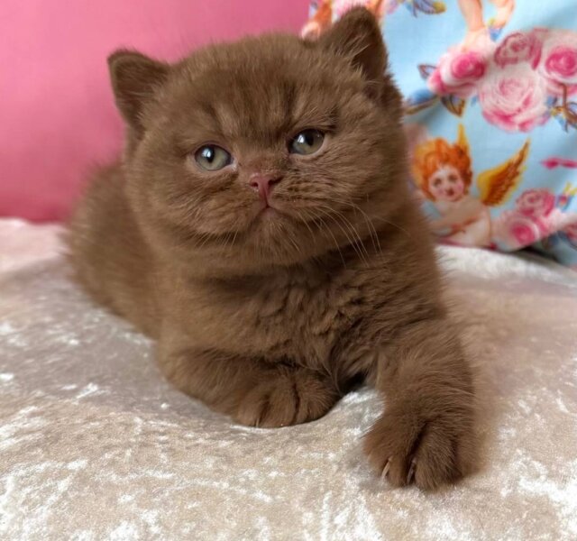 Ducati  British Shorthair Cinnamon Female $3800
