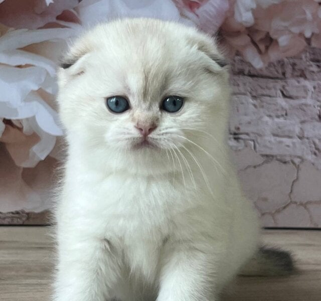 Bella Scottish Fold Blue Point Female $2850