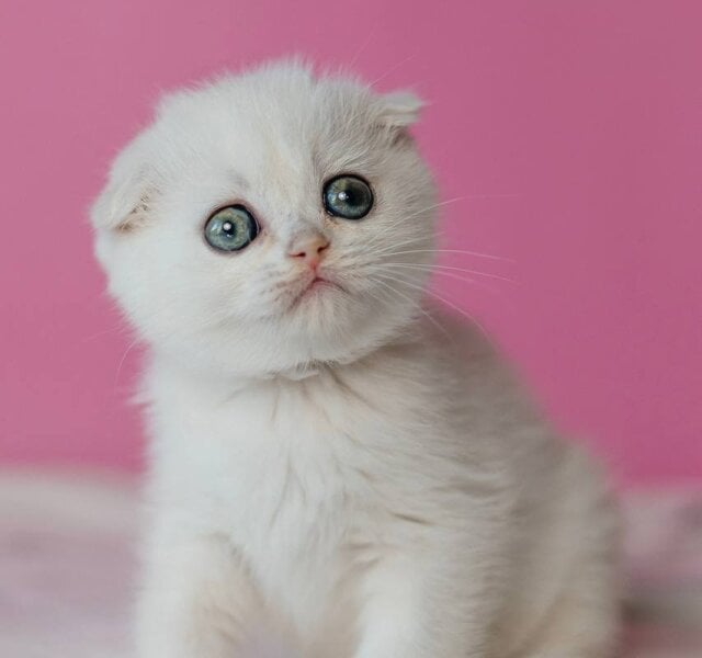 Infinite Scottish Fold Black Silver Female $2800