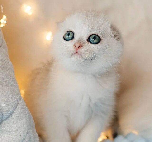 Ice Cream Scottish Fold Black Silver Male $2750