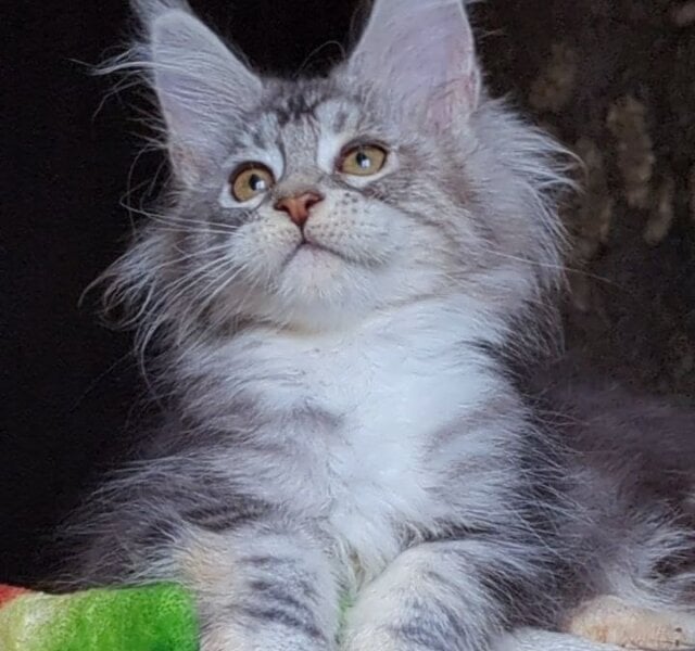 Irida Maine Coon Black Silver Female $2900
