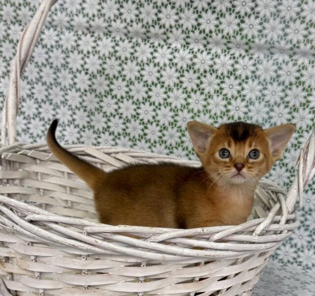 Leon Abyssinian Ruddy Male $3300