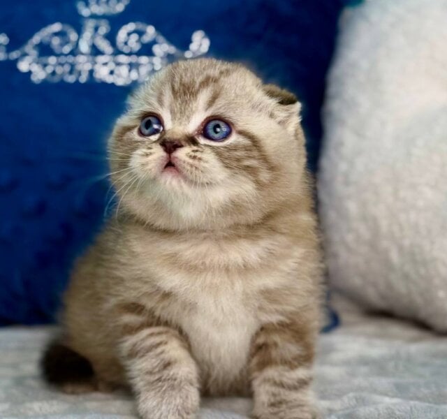 Jerry Scottish Fold Chocolate Male $3150