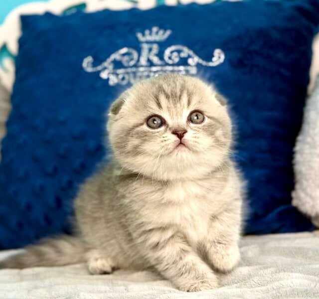 Junior Scottish Fold Blue Tabby Male $3150