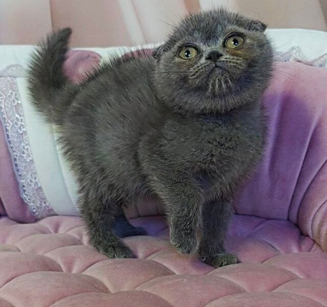 Xena Scottish Fold Blue Female $2850