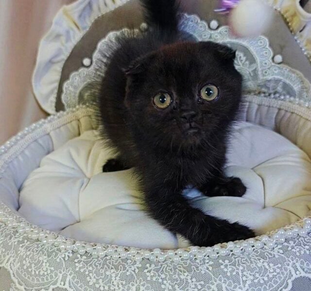 Xavier Scottish Fold Black Male $2950