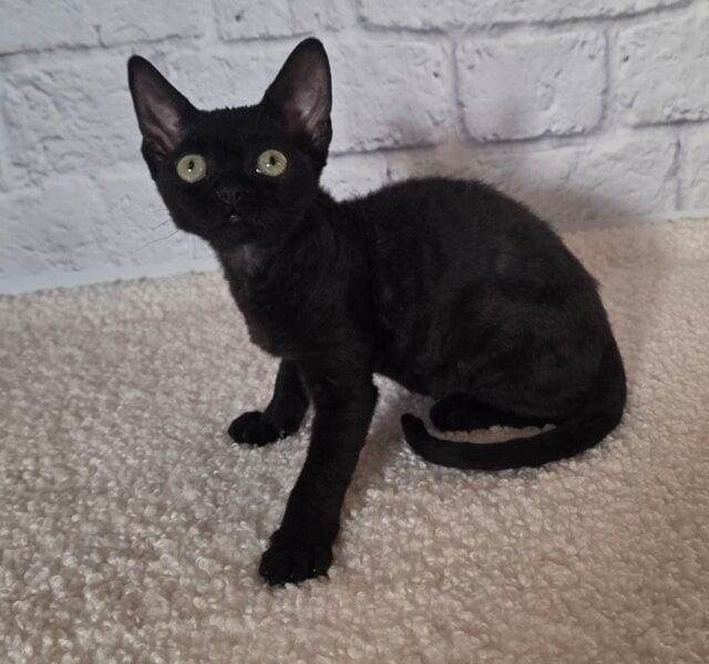 Ramina Devon Rex Black Female $3300