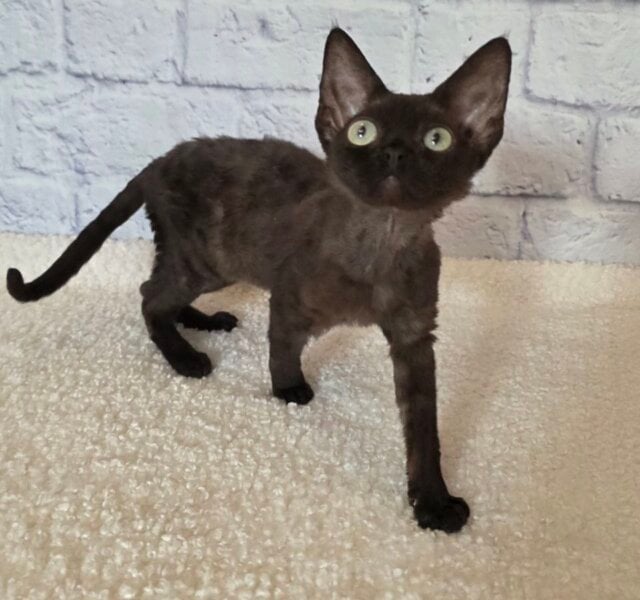 Rafaela Devon Rex Black Female $3300