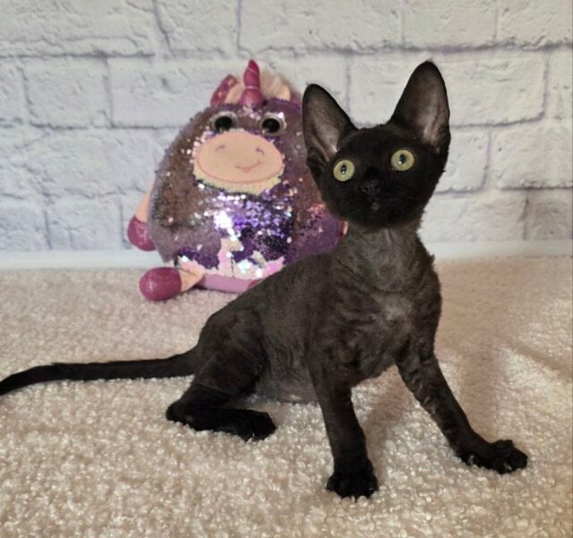 Roxy Devon Rex Black Female $3300