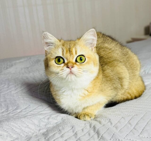 Lola British Shorthair Black Golden Female $2600
