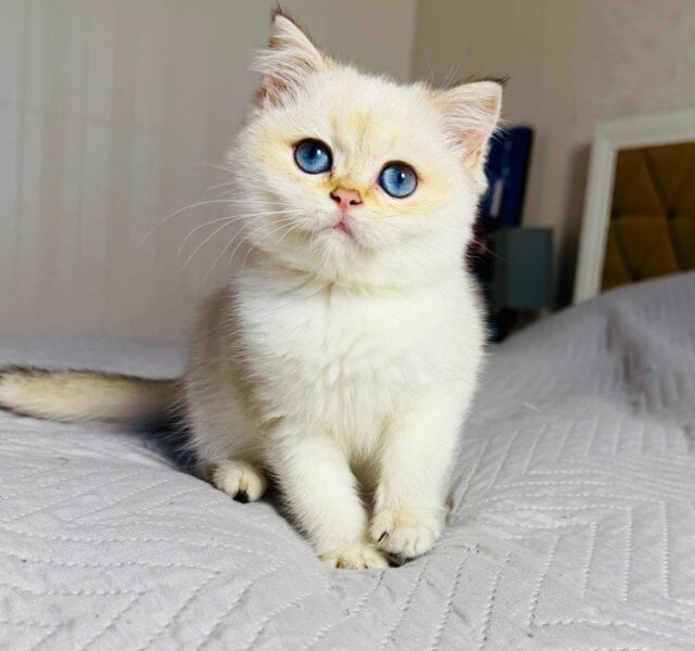 Kali British Shorthair Black Golden Female $2650