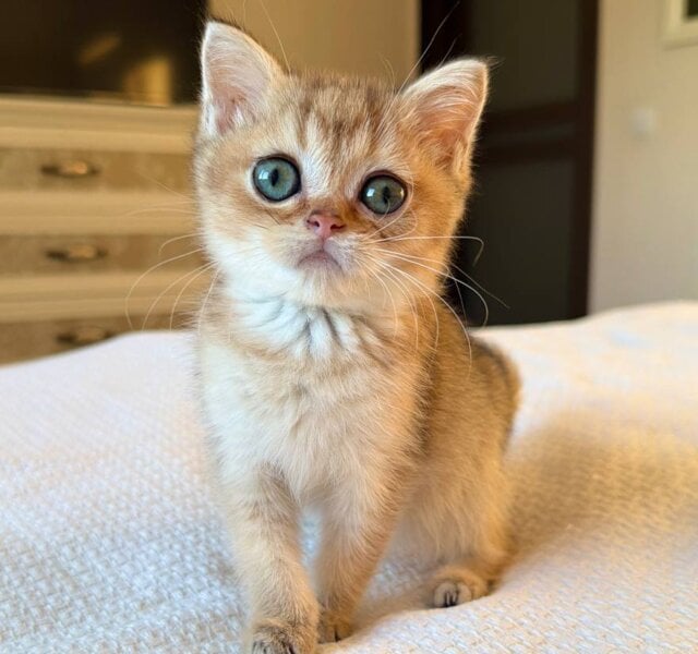 Kiki British Shorthair Black Golden Female $2600