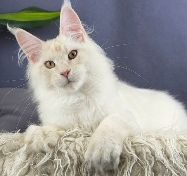 Natsumi Maine Coon Red Female $3450