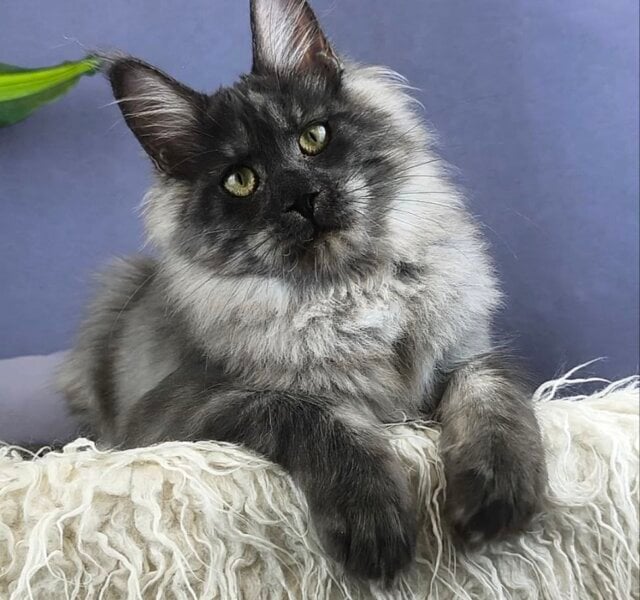 Latifa Maine Coon Black Silver Female $3250